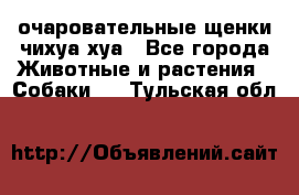 очаровательные щенки чихуа-хуа - Все города Животные и растения » Собаки   . Тульская обл.